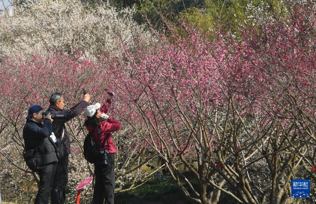 西溪湿地:梅花盛放 西溪湿地:梅花盛放