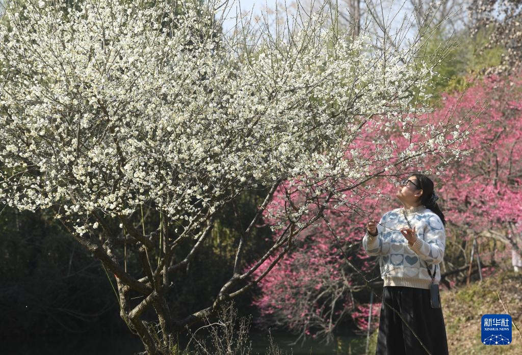 西溪湿地:梅花盛放 西溪湿地:梅花盛放
