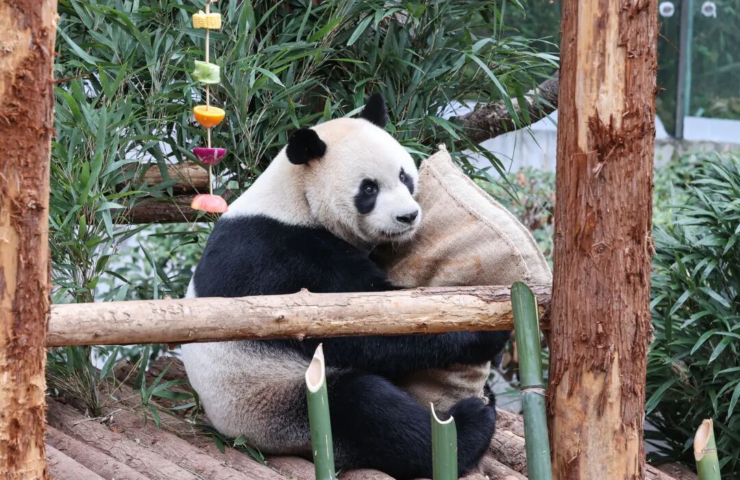 “新年餐”“大红包”安排上了！黔灵山公园动物欢乐闹新春