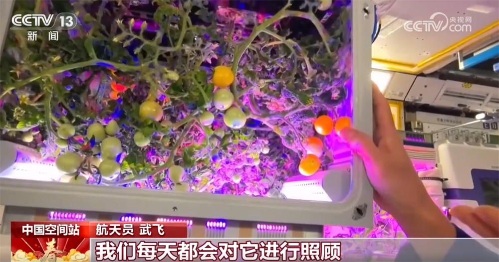想不到吧?太空番茄长势喜人迎来丰收季 “天宫菜园”永远值得期待! 想不到吧?太空番茄长势喜人迎来丰收季 “天宫菜园”永远值得期待!