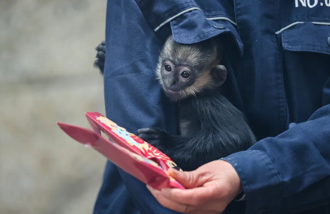 “新年餐”“大红包”安排上了！黔灵山公园动物欢乐闹新春
