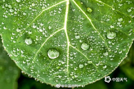 节气物候图鉴：春风化雨 全国草木萌动地图 看哪里雨水时节春意显