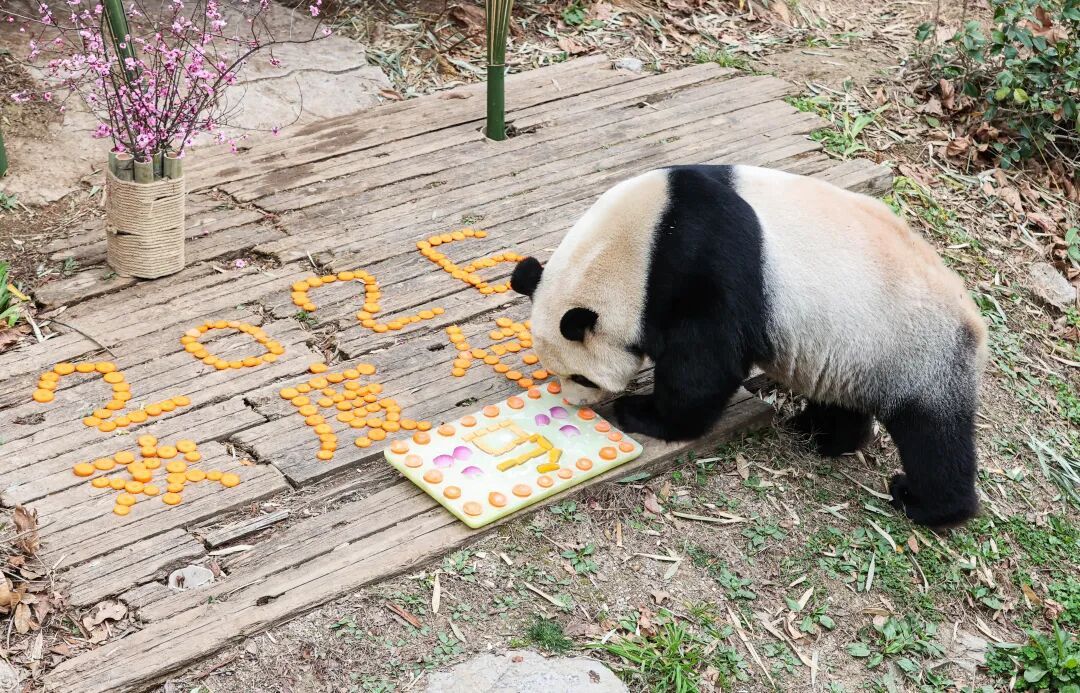 “新年餐”“大红包”安排上了！黔灵山公园动物欢乐闹新春