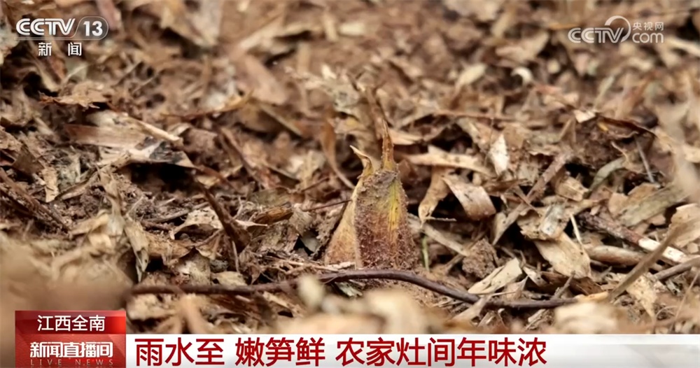 春日“鲜”滋味将“春天”盛到“碗”里来 舌尖美味满满团圆年味