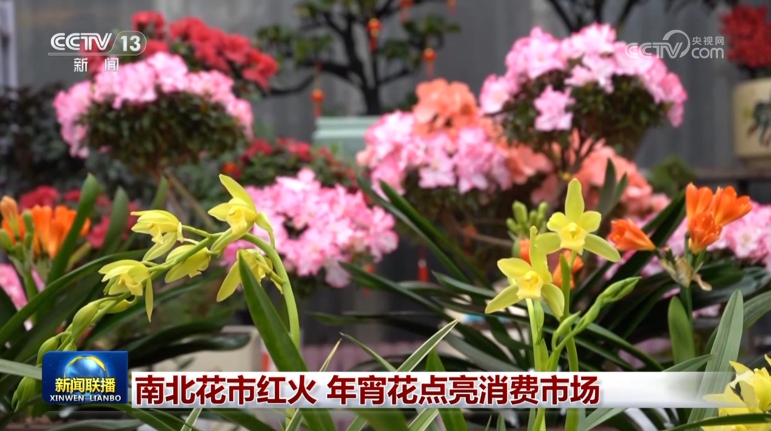 南北花市红火 年宵花点亮消费市场 南北花市红火 年宵花点亮消费市场