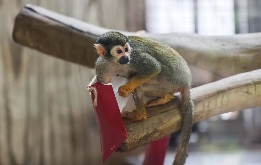 “新年餐”“大红包”安排上了！黔灵山公园动物欢乐闹新春