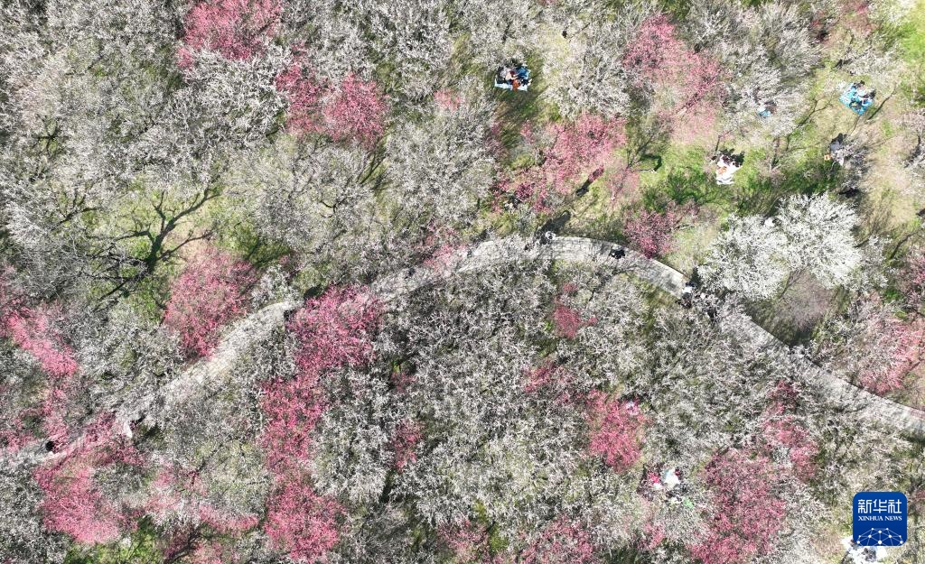 西溪湿地:梅花盛放 西溪湿地:梅花盛放