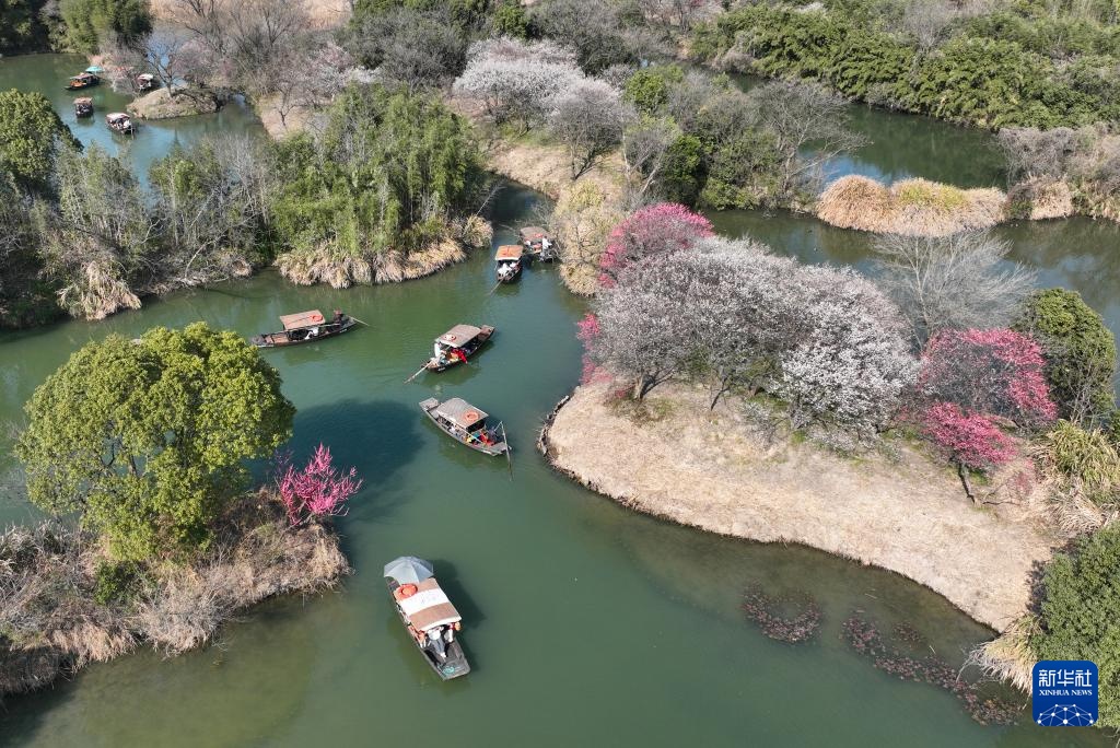 西溪湿地:梅花盛放 西溪湿地:梅花盛放