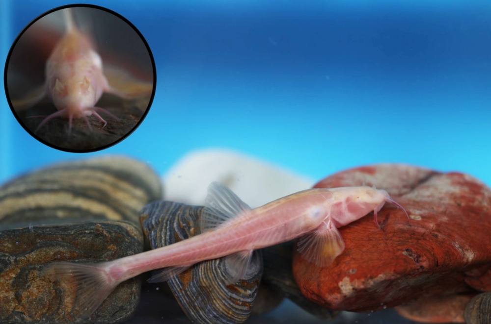 “纳雍盲高原鳅” ,被发现了! “纳雍盲高原鳅” ,被发现了!