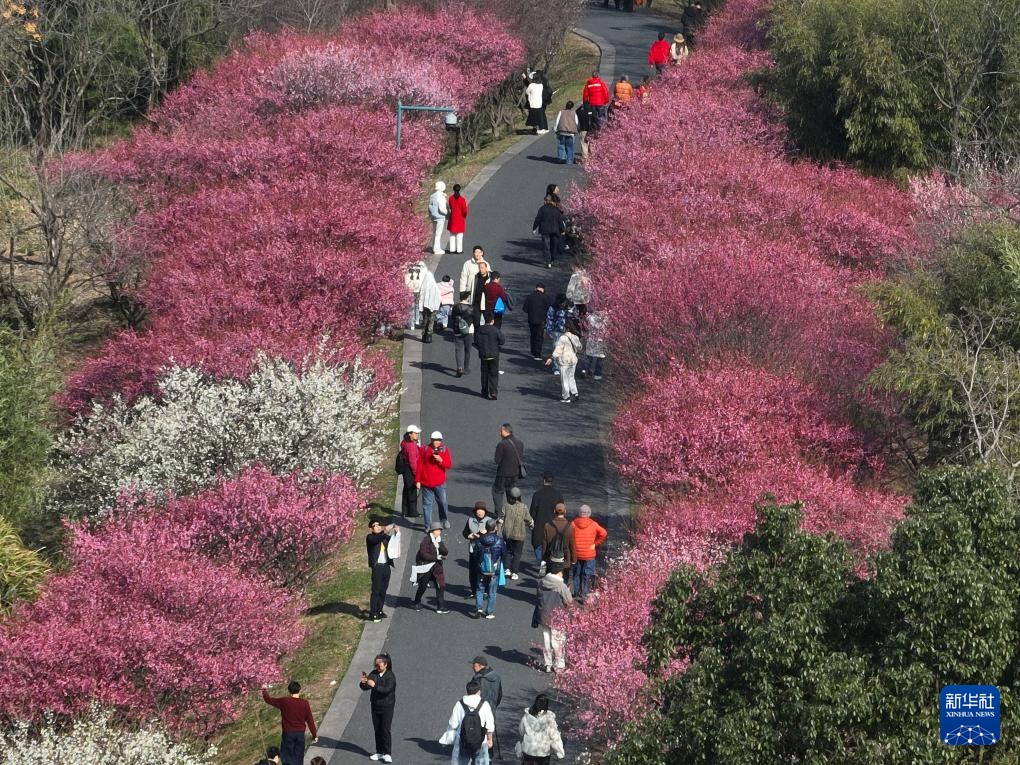 西溪湿地:梅花盛放 西溪湿地:梅花盛放