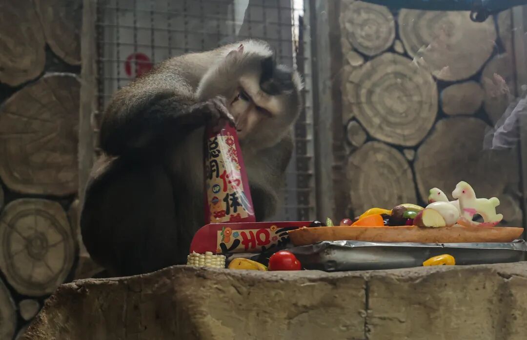 “新年餐”“大红包”安排上了！黔灵山公园动物欢乐闹新春