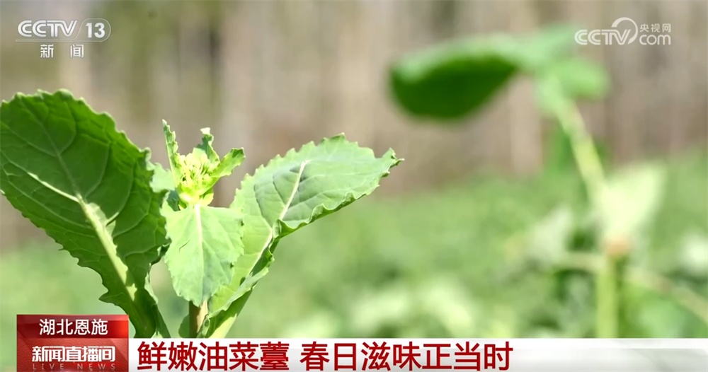 春日“鲜”滋味将“春天”盛到“碗”里来 舌尖美味满满团圆年味