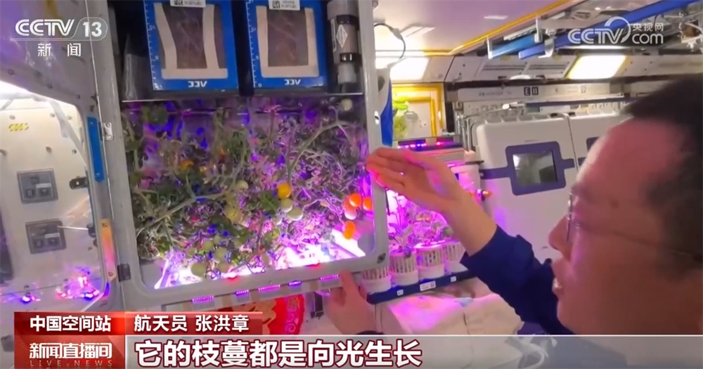 想不到吧?太空番茄长势喜人迎来丰收季 “天宫菜园”永远值得期待! 想不到吧?太空番茄长势喜人迎来丰收季 “天宫菜园”永远值得期待!