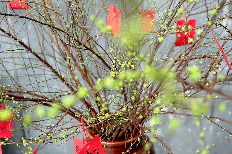 大年初二,女婿们准备好了吗? 大年初二,女婿们准备好了吗?