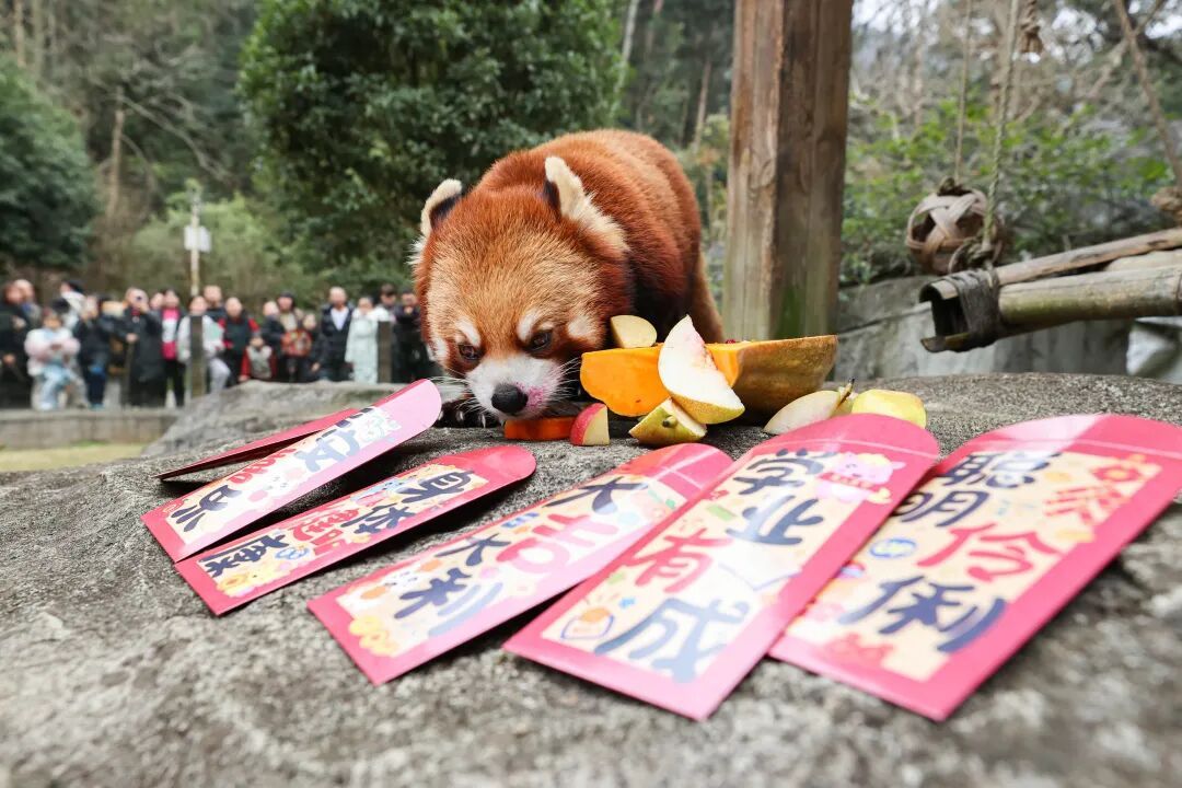 “新年餐”“大红包”安排上了！黔灵山公园动物欢乐闹新春