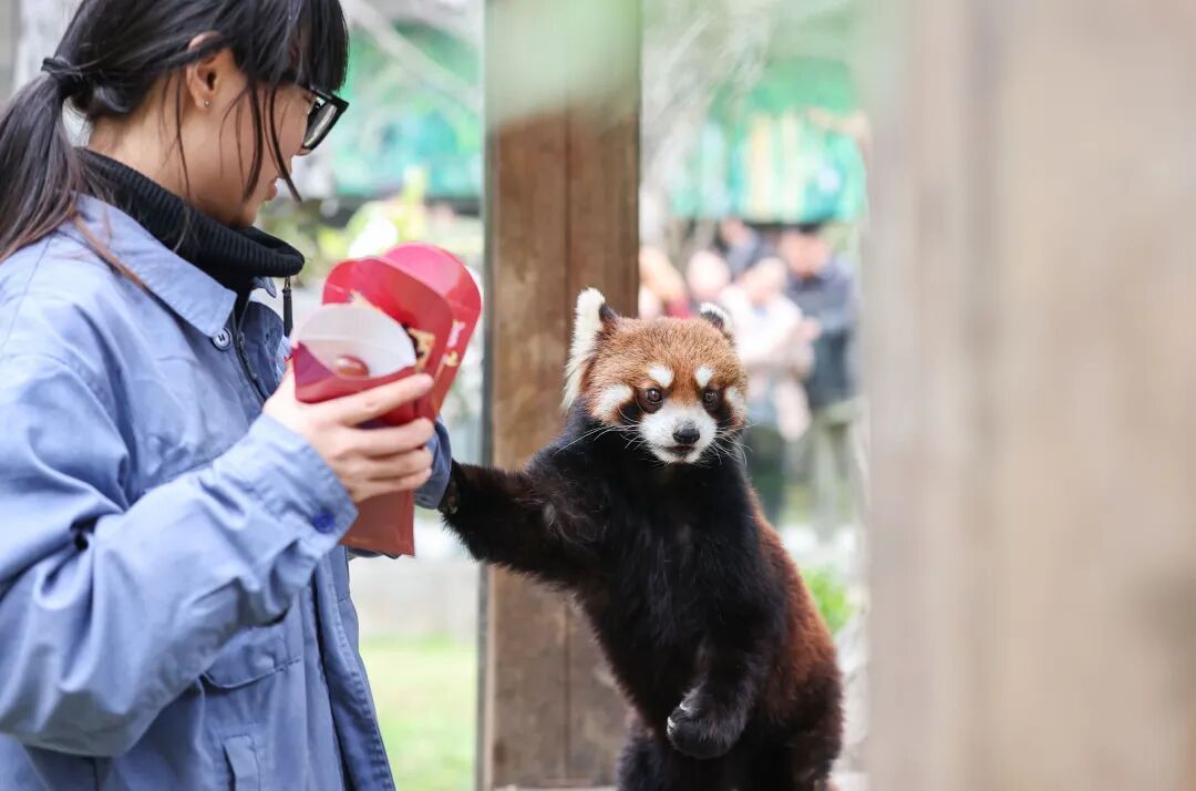 “新年餐”“大红包”安排上了！黔灵山公园动物欢乐闹新春