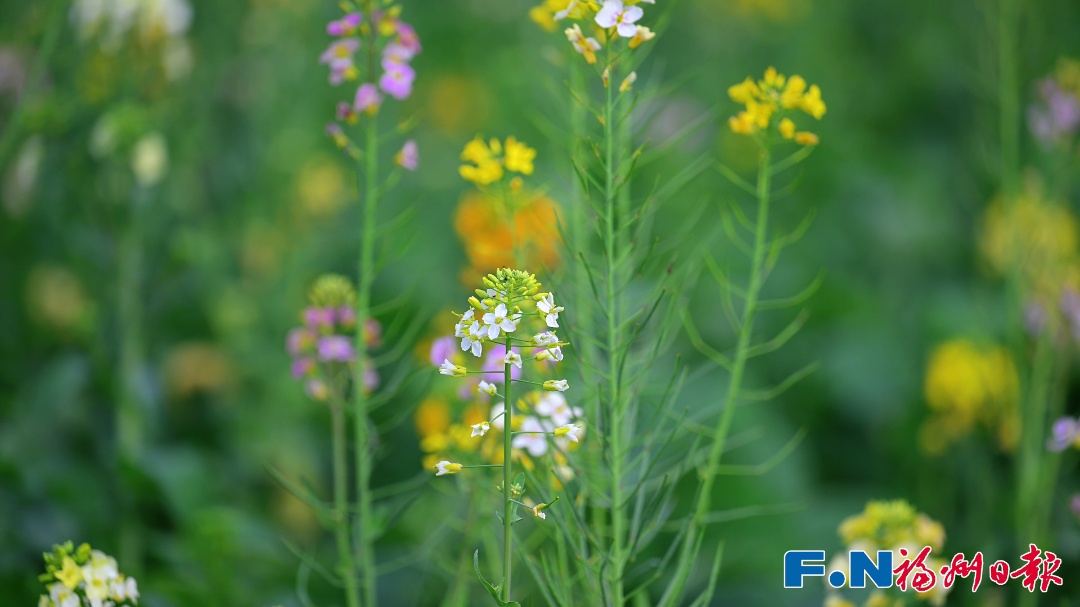 彩色油菜花!2.8万平方米盛放!福州花海公园锁住春日浪漫 彩色油菜花!2.8万平方米盛放!福州花海公园锁住春日浪漫