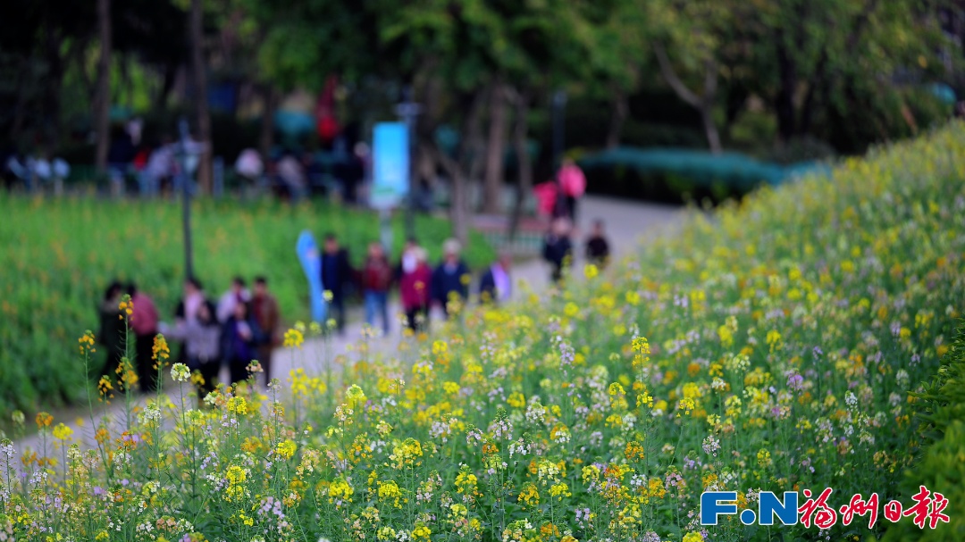 彩色油菜花!2.8万平方米盛放!福州花海公园锁住春日浪漫 彩色油菜花!2.8万平方米盛放!福州花海公园锁住春日浪漫