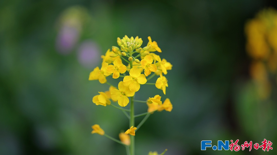 彩色油菜花!2.8万平方米盛放!福州花海公园锁住春日浪漫 彩色油菜花!2.8万平方米盛放!福州花海公园锁住春日浪漫