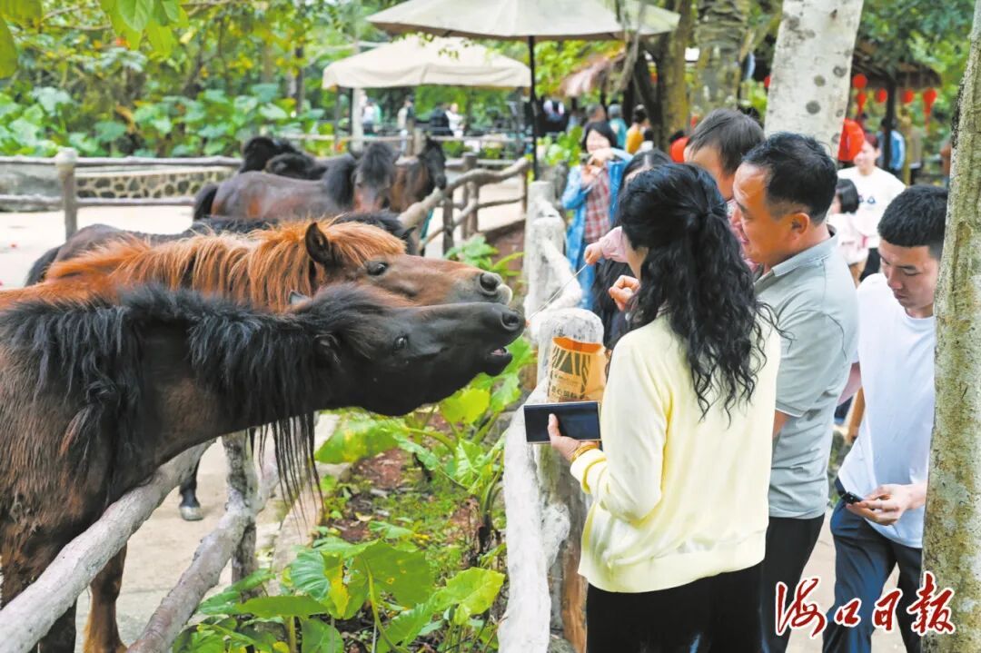 景似画 客如潮 乐满途!海口文旅市场热度持续攀升 景似画 客如潮 乐满途!海口文旅市场热度持续攀升