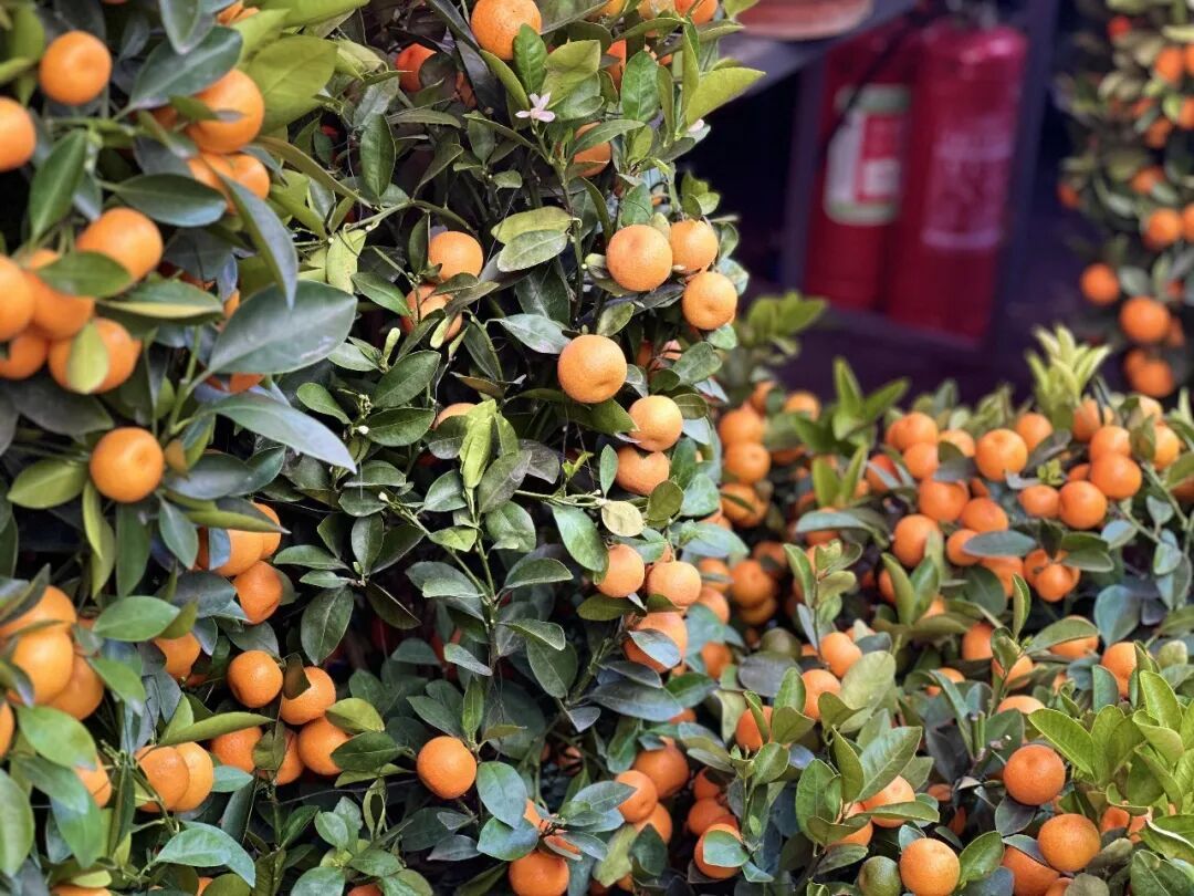 “过气”年花别乱丢弃！这样做秒变新绿意