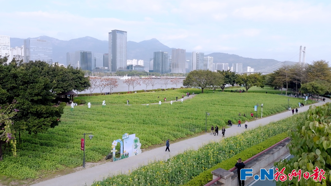 彩色油菜花!2.8万平方米盛放!福州花海公园锁住春日浪漫 彩色油菜花!2.8万平方米盛放!福州花海公园锁住春日浪漫