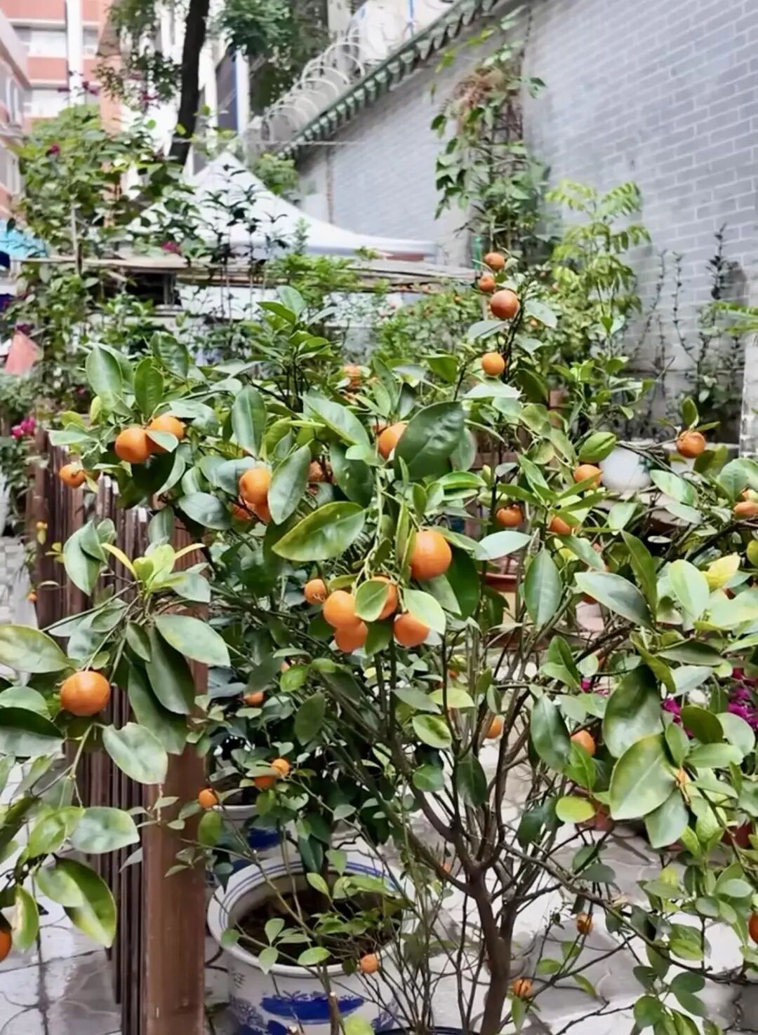 “过气”年花别乱丢弃！这样做秒变新绿意