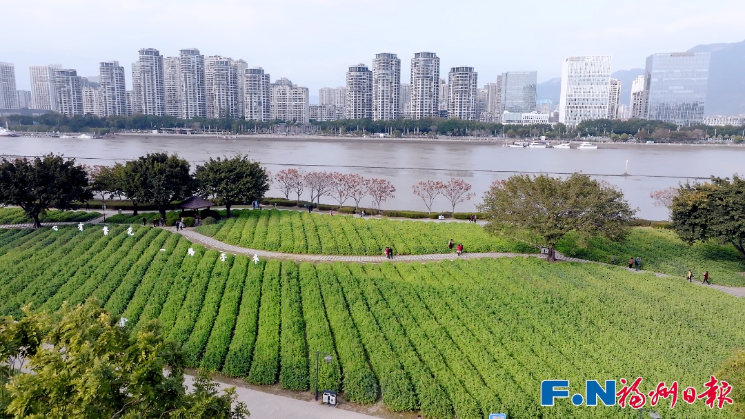 彩色油菜花!2.8万平方米盛放!福州花海公园锁住春日浪漫 彩色油菜花!2.8万平方米盛放!福州花海公园锁住春日浪漫