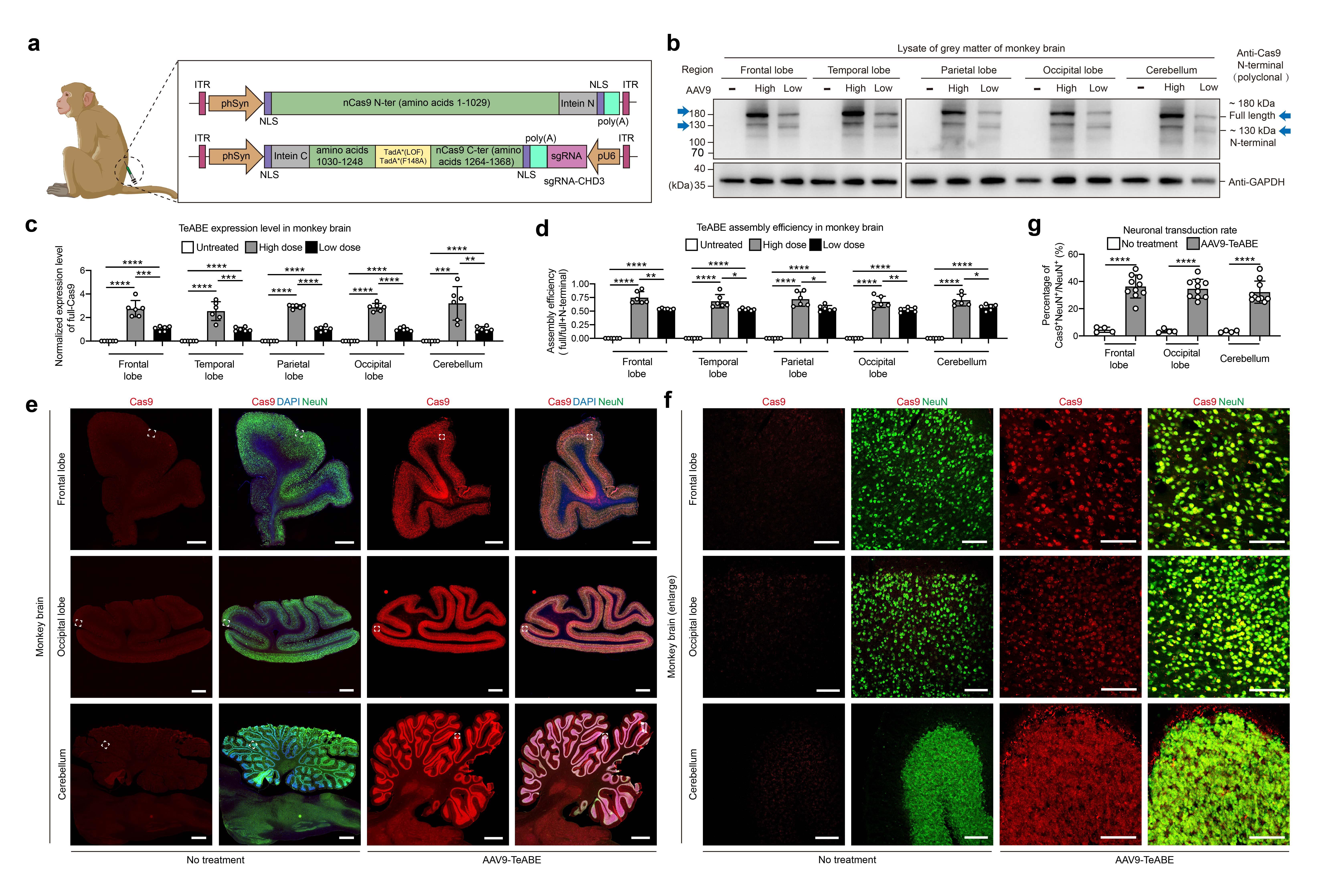 《自然》发表中国研究成果：修复大脑里一个“错字” 孤独症小鼠恢复了正常