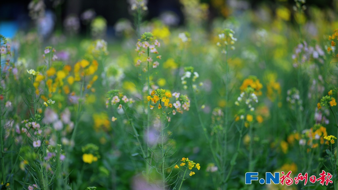 彩色油菜花!2.8万平方米盛放!福州花海公园锁住春日浪漫 彩色油菜花!2.8万平方米盛放!福州花海公园锁住春日浪漫