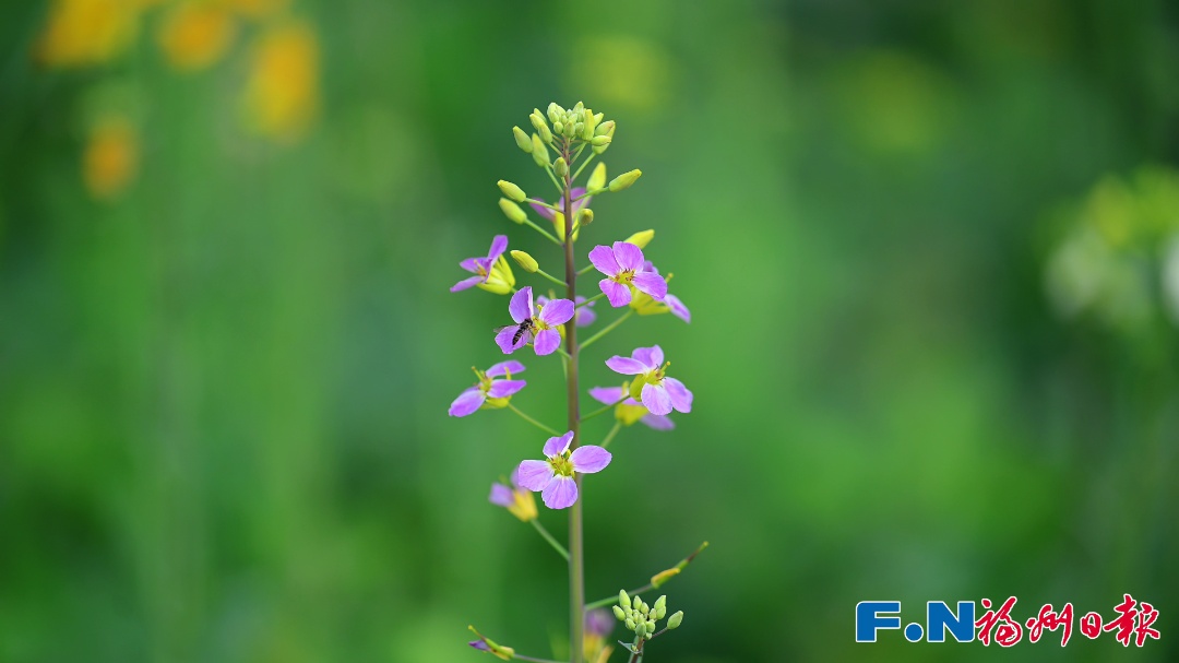 彩色油菜花!2.8万平方米盛放!福州花海公园锁住春日浪漫 彩色油菜花!2.8万平方米盛放!福州花海公园锁住春日浪漫
