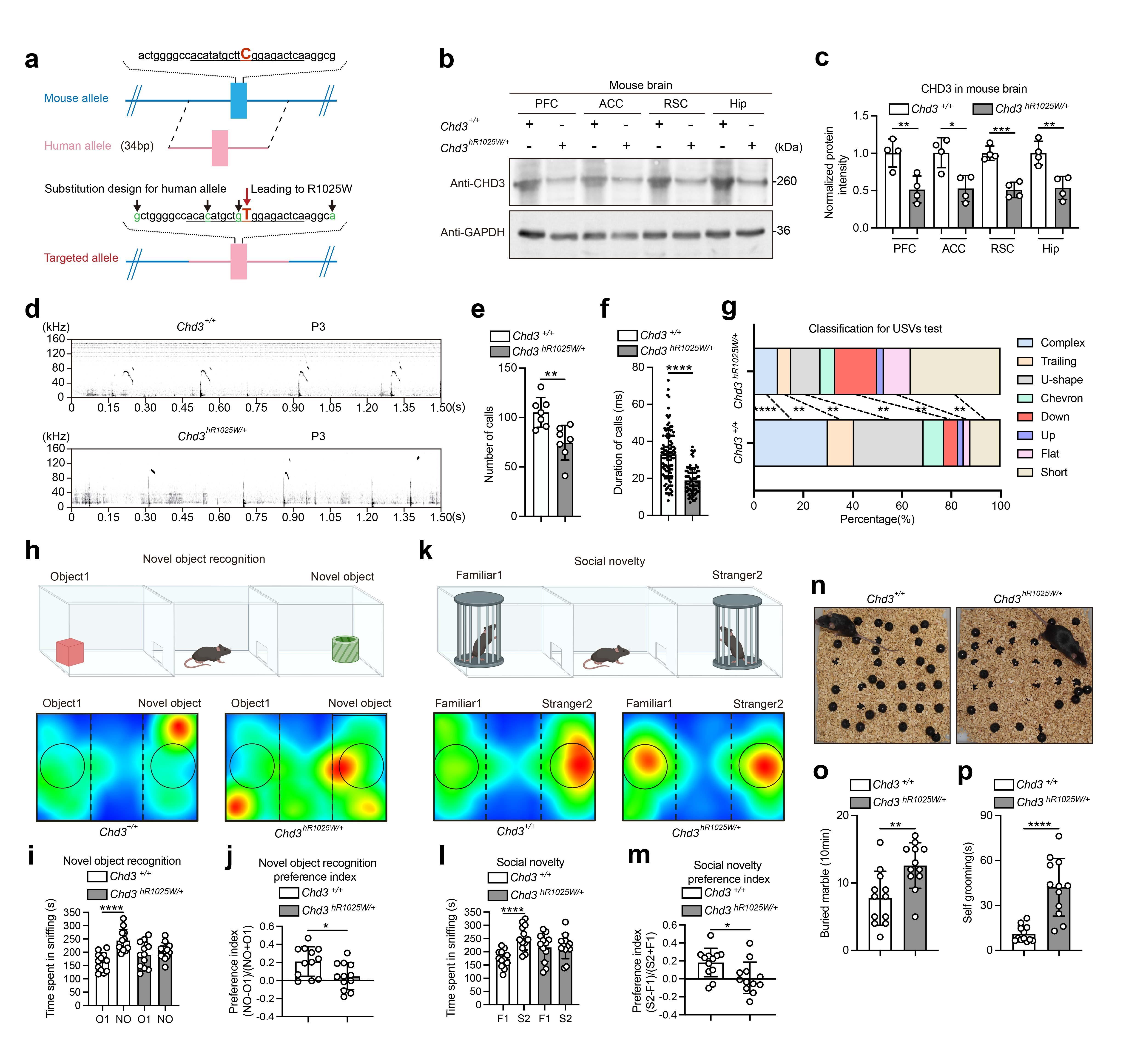 《自然》发表中国研究成果：修复大脑里一个“错字” 孤独症小鼠恢复了正常