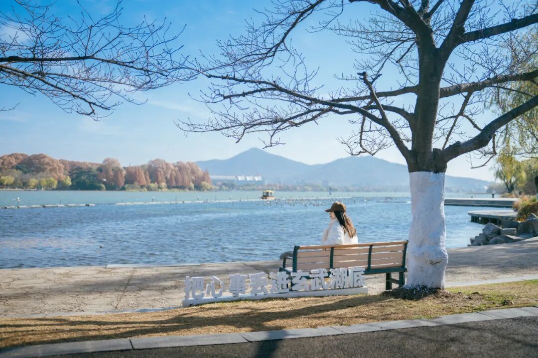 玄武湖这几棵树被人“盯”上了！