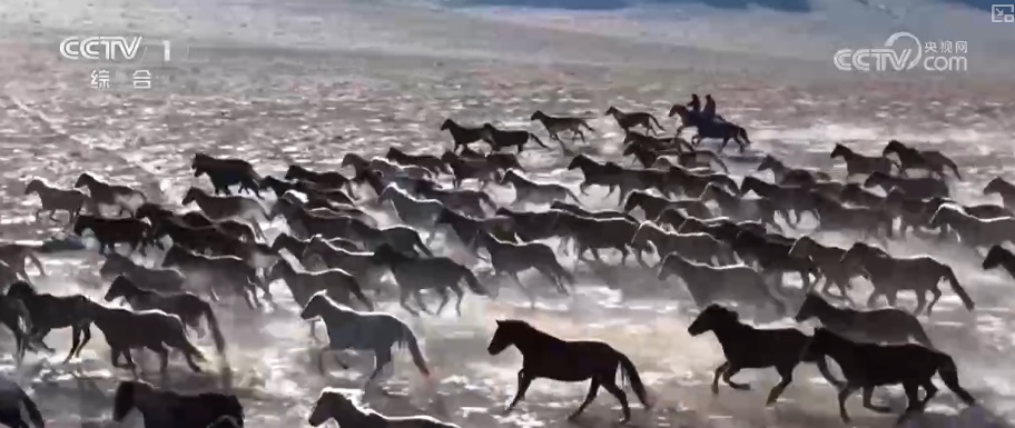 马年新春骏马奔腾启新程 传统马术越千年古老技艺焕发崭新光彩