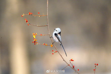 转存收藏！小鸟嬉戏每一张都是壁纸