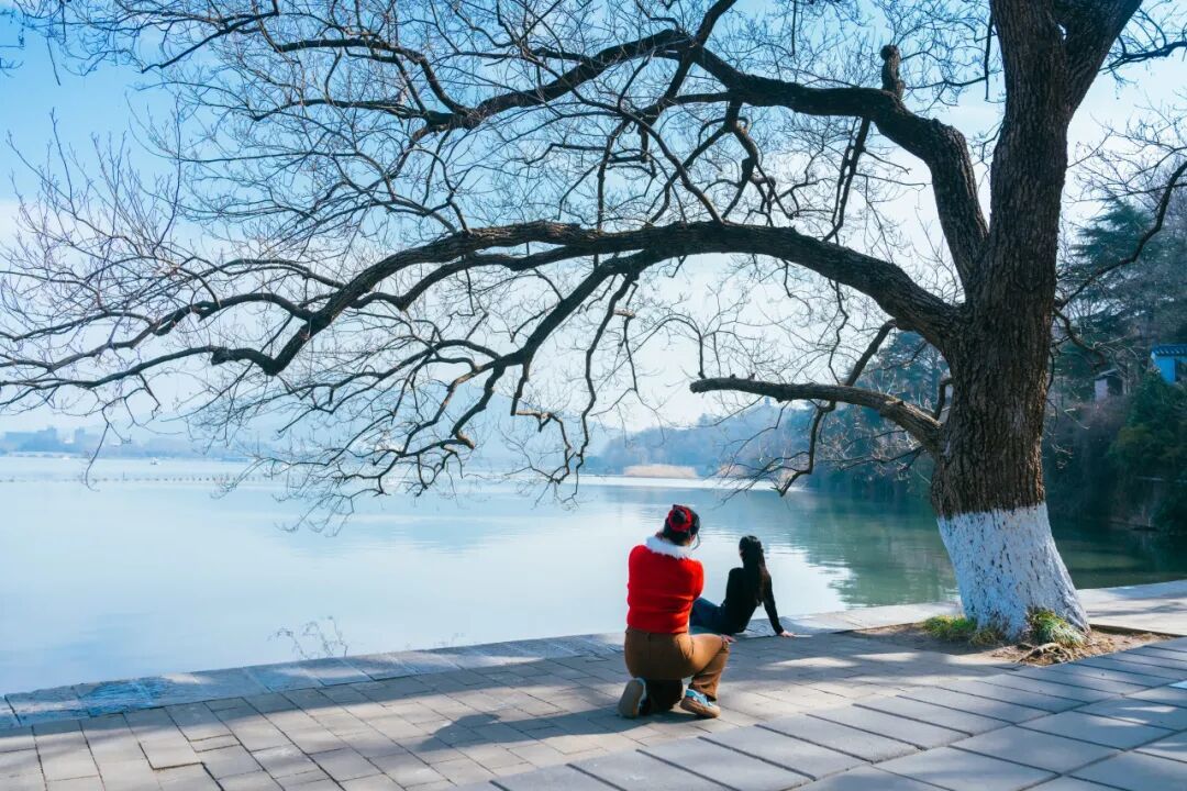 玄武湖这几棵树被人“盯”上了！