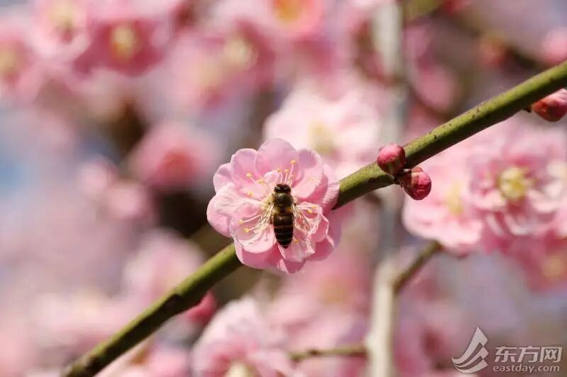 冲上23℃，明日气温近期最高！申城瀑布梅花已上线，春意“加载”100%