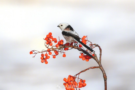 转存收藏！小鸟嬉戏每一张都是壁纸