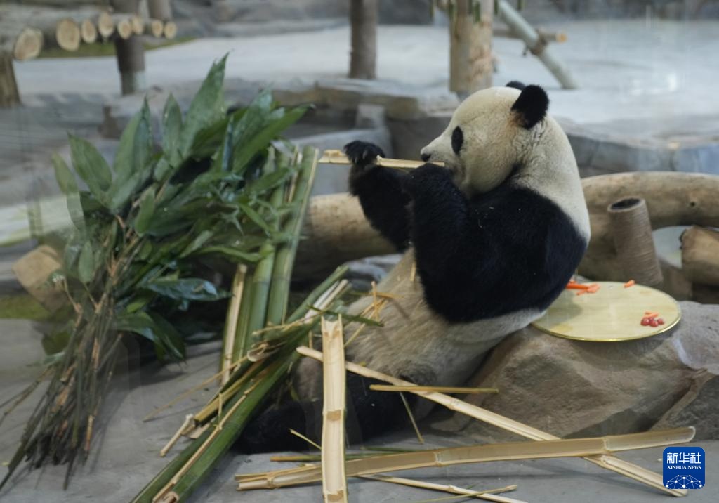乌鲁木齐水上乐园大熊猫馆试运营 乌鲁木齐水上乐园大熊猫馆试运营