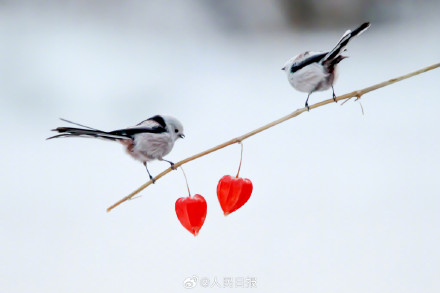 转存收藏！小鸟嬉戏每一张都是壁纸