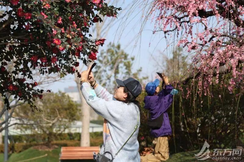 冲上23℃，明日气温近期最高！申城瀑布梅花已上线，春意“加载”100%