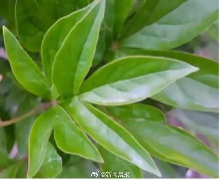 央视春晚十二花神中为何没牡丹，而是芍药？