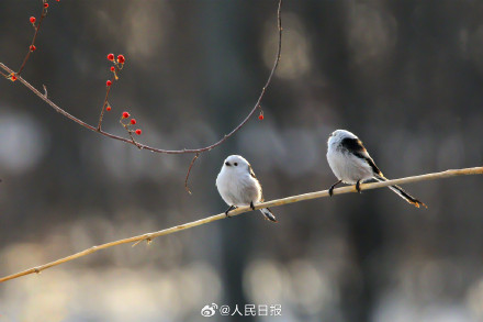 转存收藏！小鸟嬉戏每一张都是壁纸