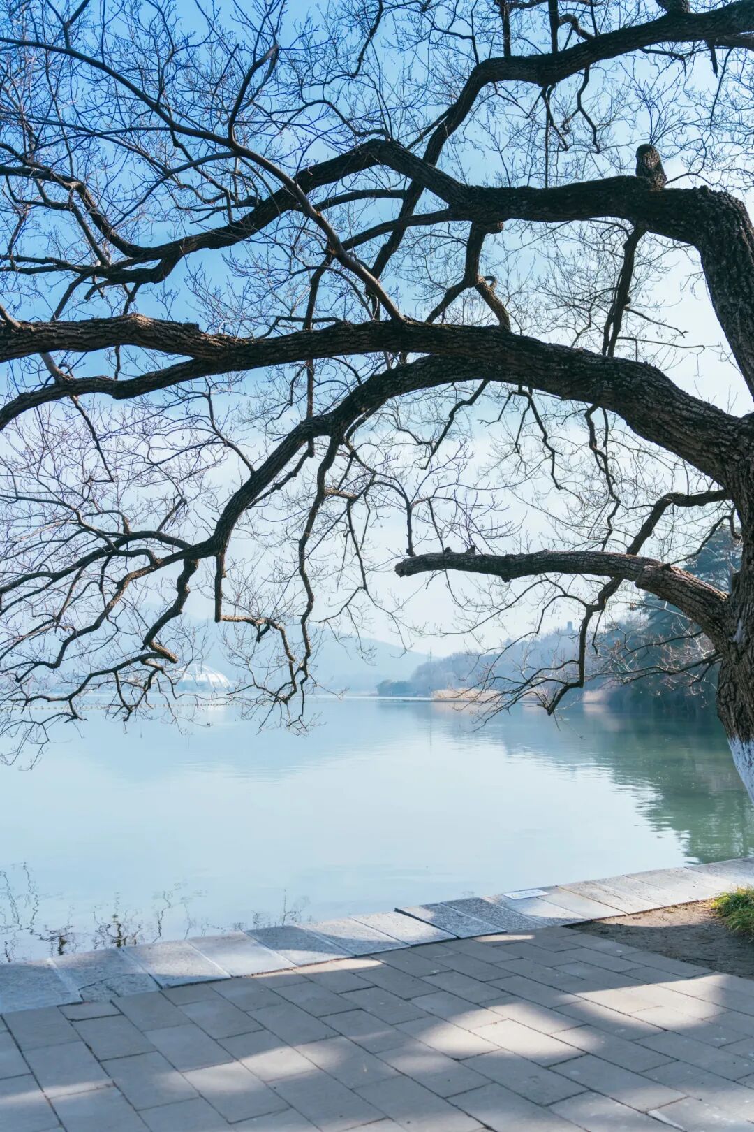 玄武湖这几棵树被人“盯”上了！