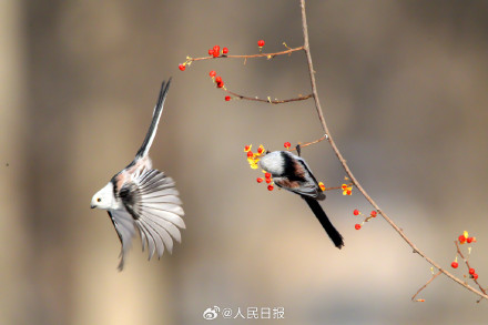 转存收藏！小鸟嬉戏每一张都是壁纸