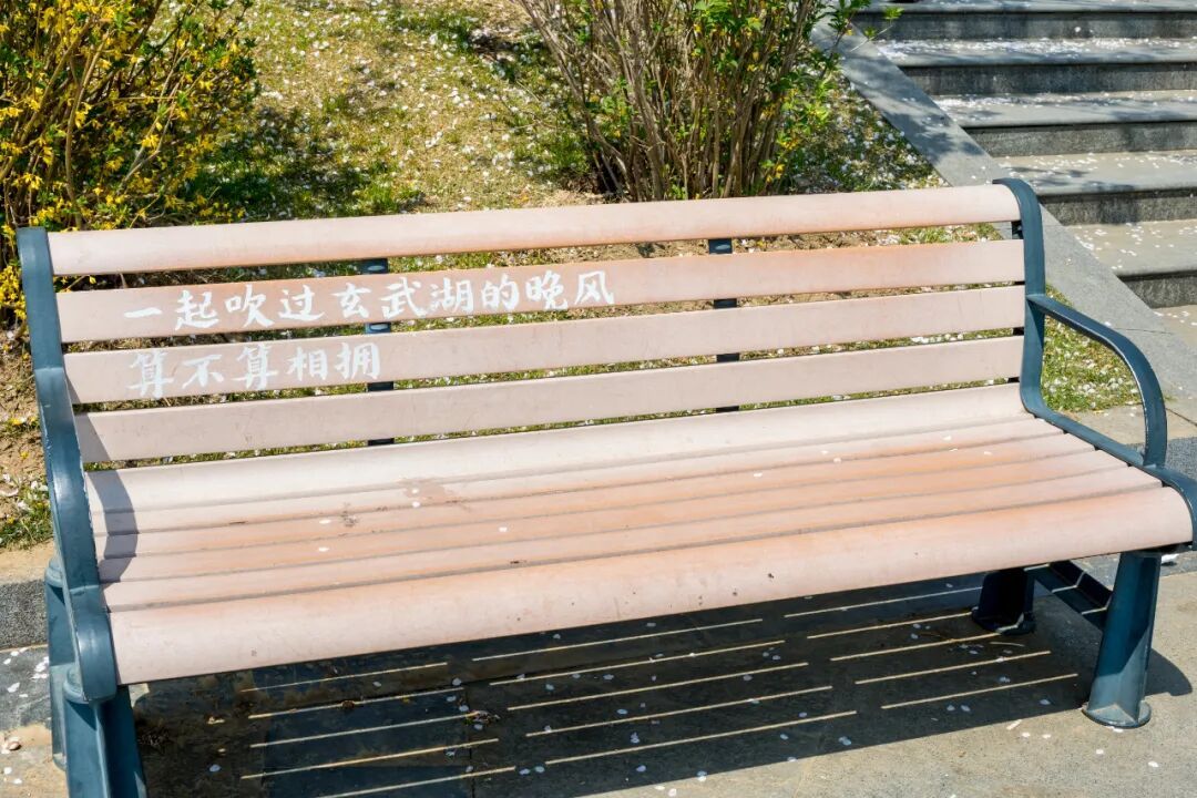 玄武湖这几棵树被人“盯”上了！