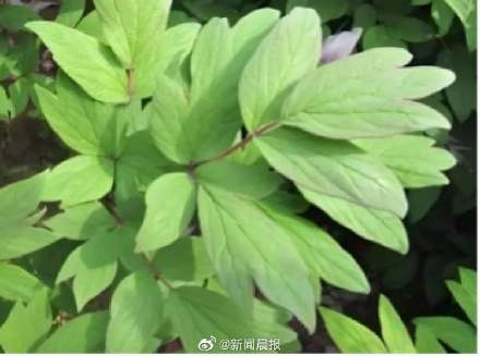 央视春晚十二花神中为何没牡丹，而是芍药？