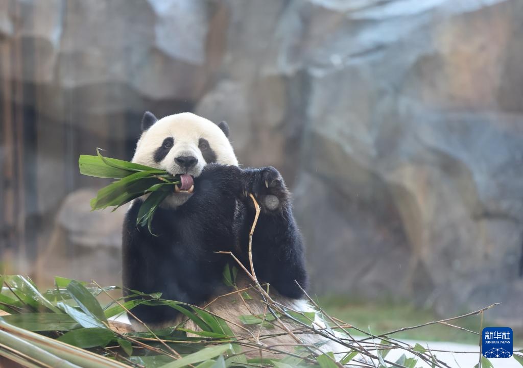 乌鲁木齐水上乐园大熊猫馆试运营 乌鲁木齐水上乐园大熊猫馆试运营