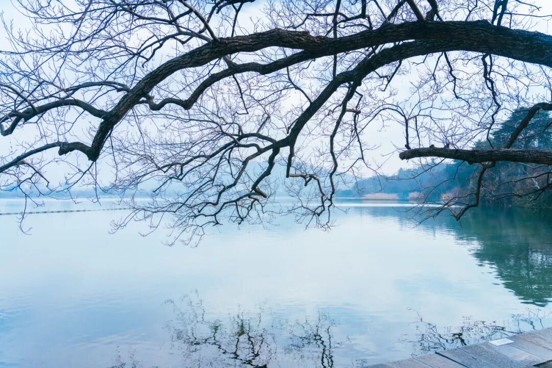 玄武湖这几棵树被人“盯”上了！