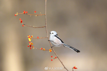 转存收藏！小鸟嬉戏每一张都是壁纸